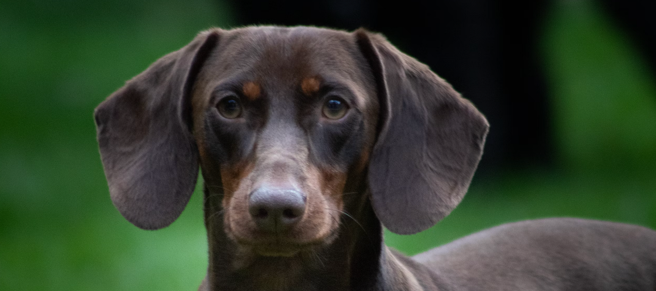 Gefährdung der Jagdhundezucht in Deutschland – Ein drohendes Ende?