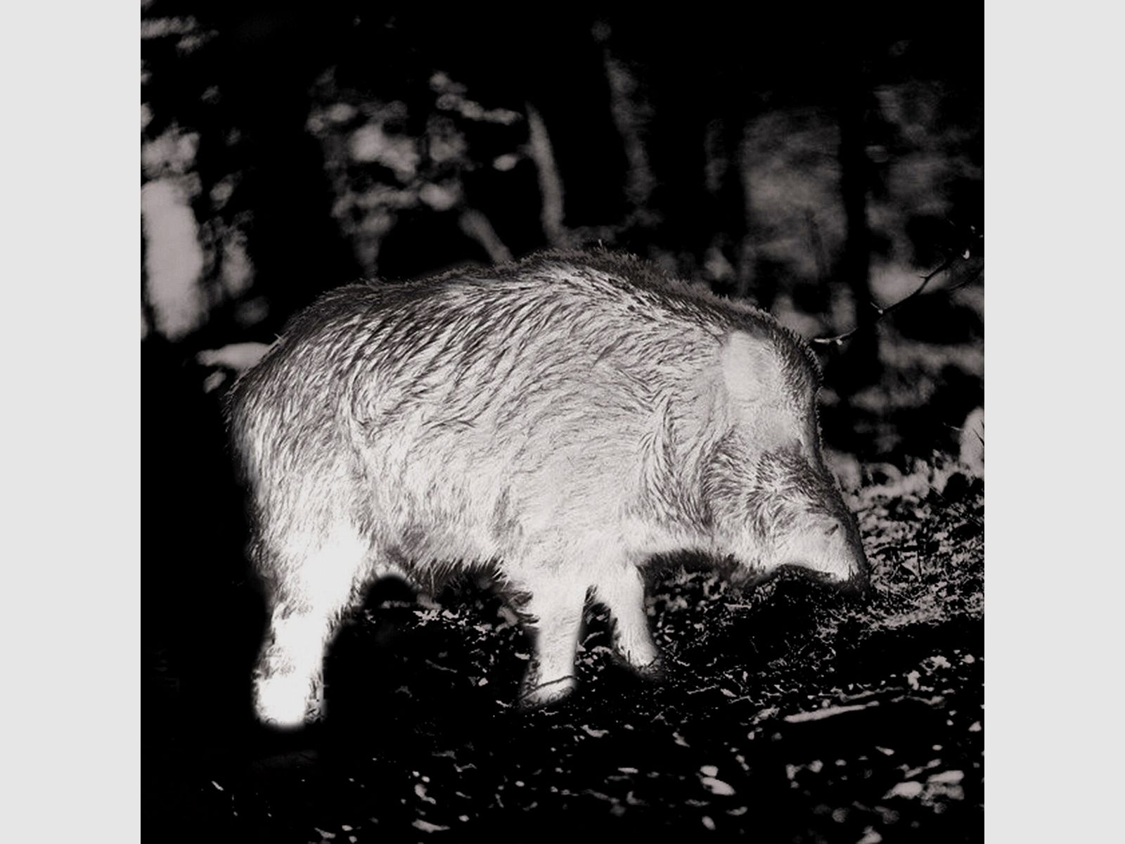 PARD PARD Predator 640 LRF Wärmebild-Vorsatzgerät, Bild 3 von 7
