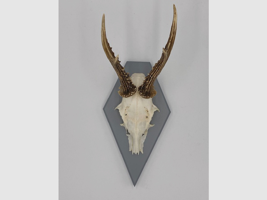 Gehörnbrett - Trophäenbrett Reh Waldtraut - Farbe schwarz, grau oder weiß