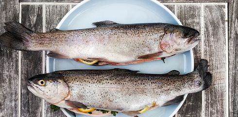 Wie man einen Fisch richtig ausnimmt: Schritte für Anfänger