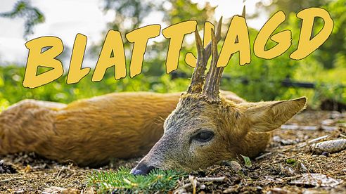 Richtig Blatten - so klappt es mit dem Platzbock. Geartester Blattjagd