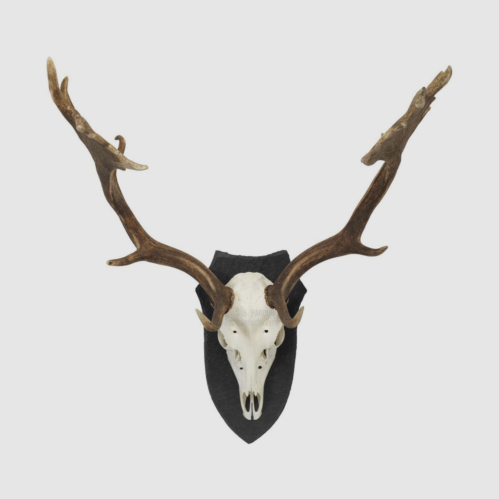 Pardur Trophäenschiefer Hirsch LW