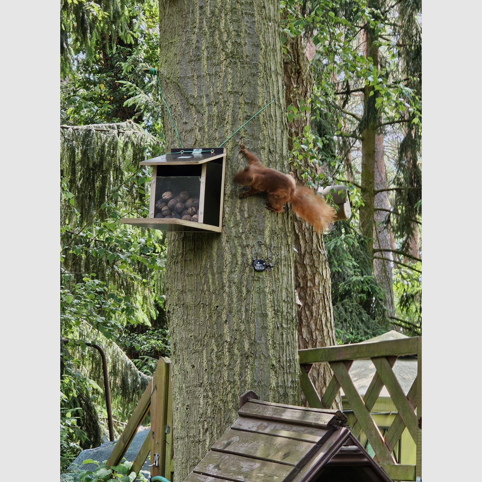 Eichhörnchenfutterautomat