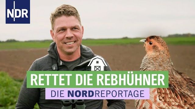 Runter von der roten Liste: die Rebhühner müssen gerettet werden | Die Nordreportage | NDR