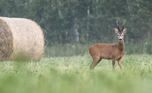 Haltepunkte auf Jagd: Sichere Treffer je nach Wildart