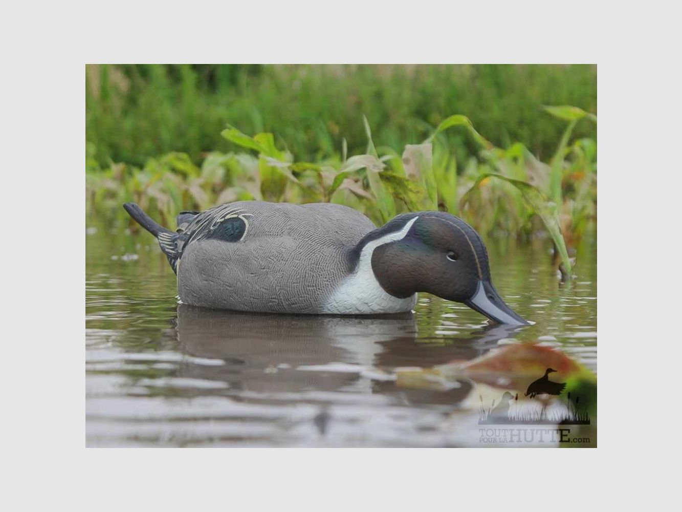 Aktive Pilet-Formen AvianX, Bild 5 von 8