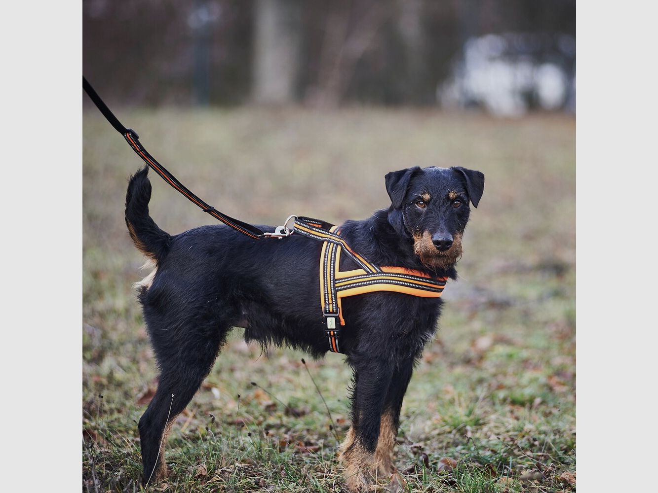 Heim Dog harness signal (Size M (chest 60-70cm, width 25mm)), imagen 2 de 7