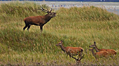 Rotwild Brunft am Darsser Ort. Deer Rattles at Darss place.