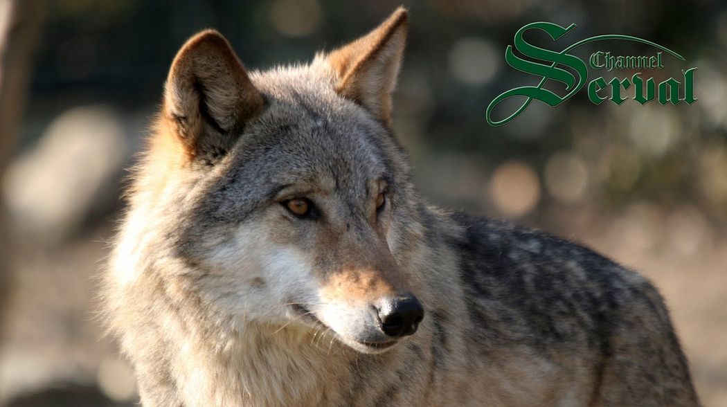 Wolf hunting  in Kalinovik - Bosnia and Herzegovina -Wolfjagd