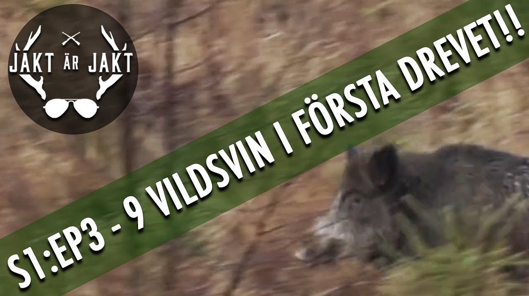 S1:EP3 Vildsvinsjakt: 9 grisar och 1 kronhjort i första drevet!