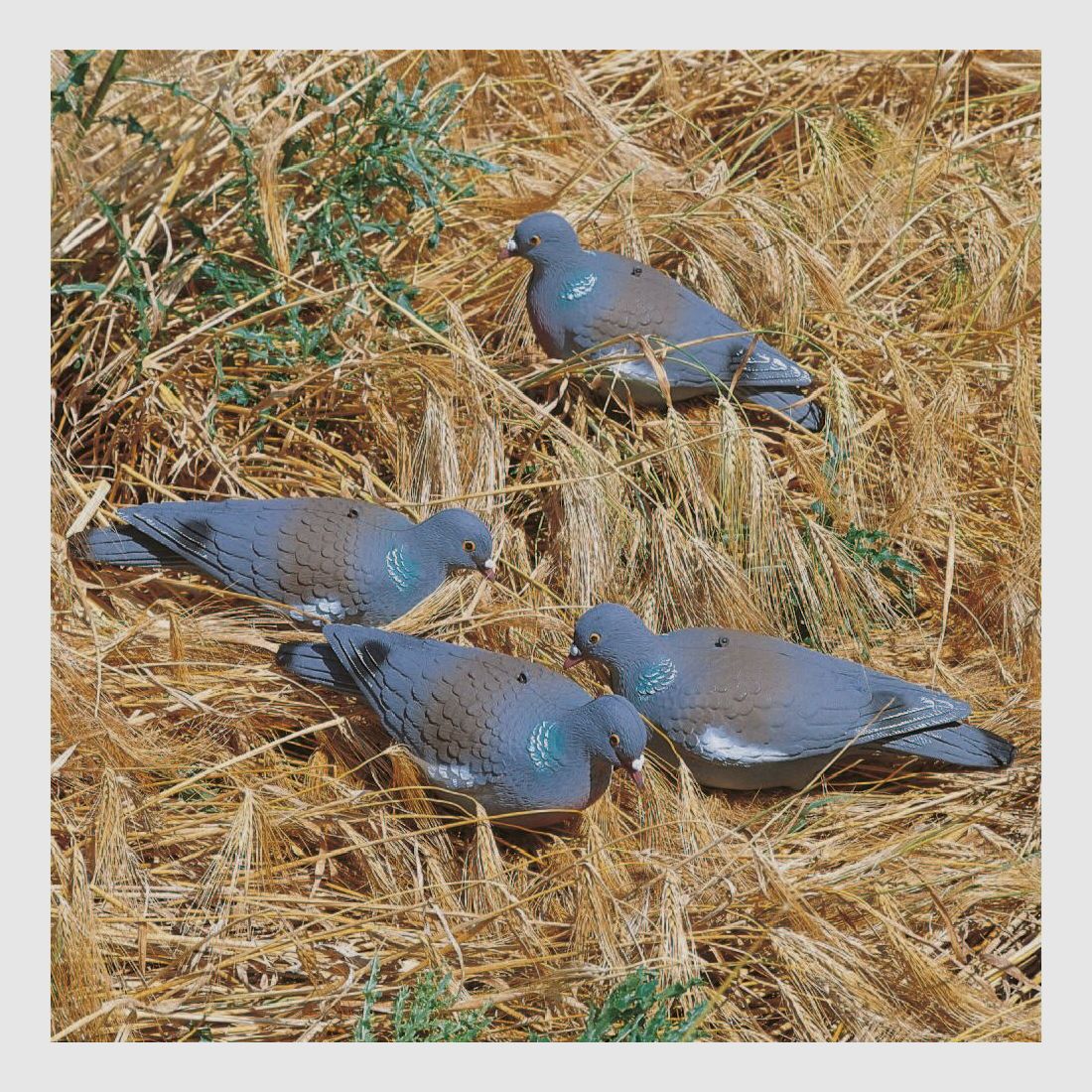 Locktaube aus Kunststoff