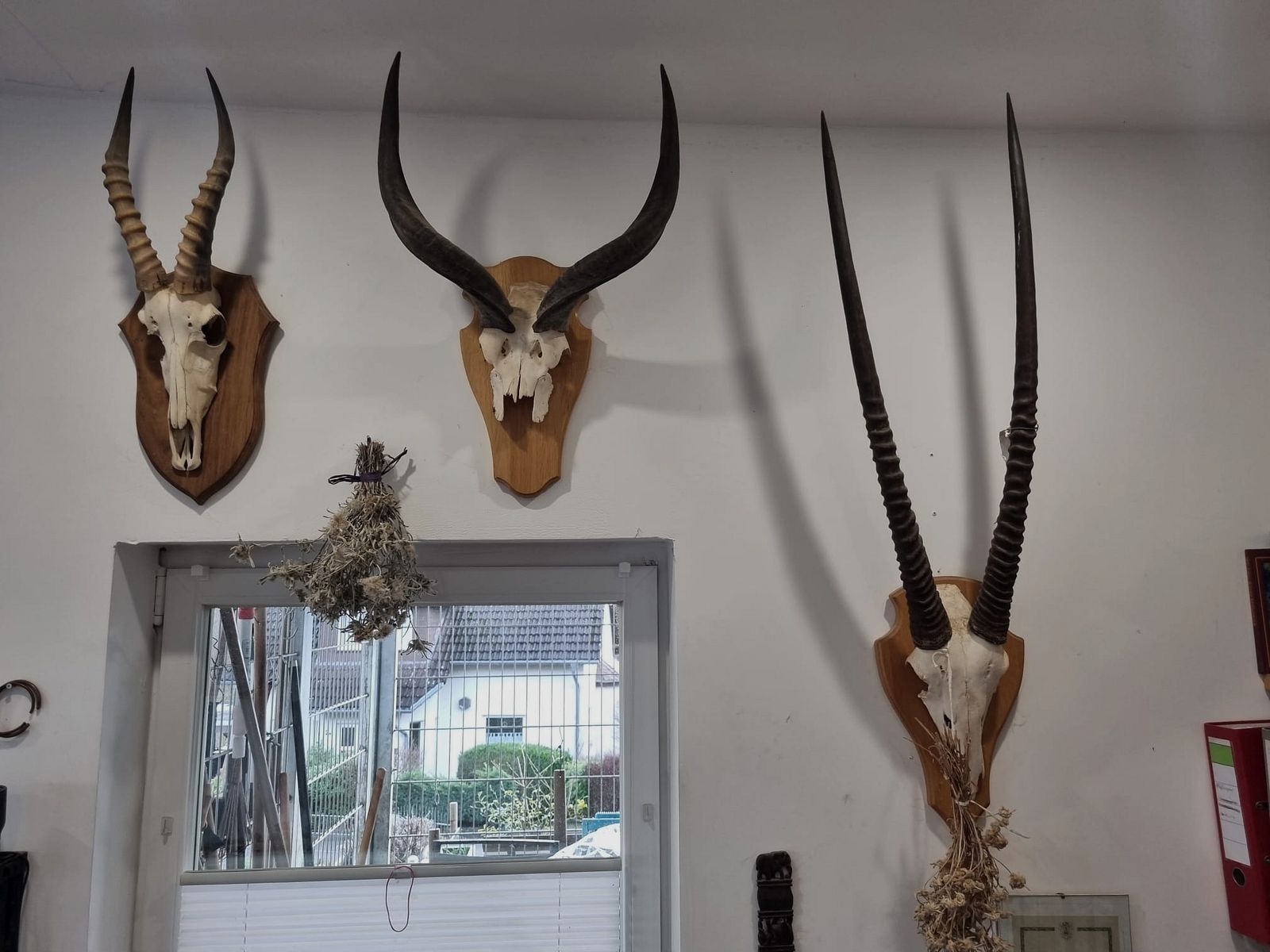 Hunting trophies from Africa and Namibia