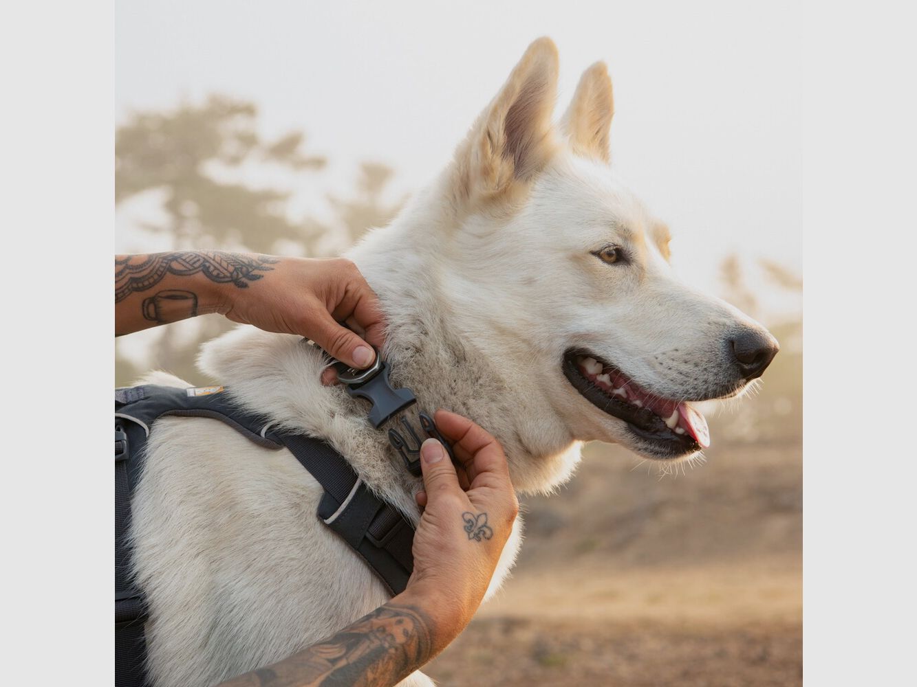 Ruffwear Front Range™ Collar (Neck circumference 51-66 cm – Basalt Gray), imagen 4 de 4