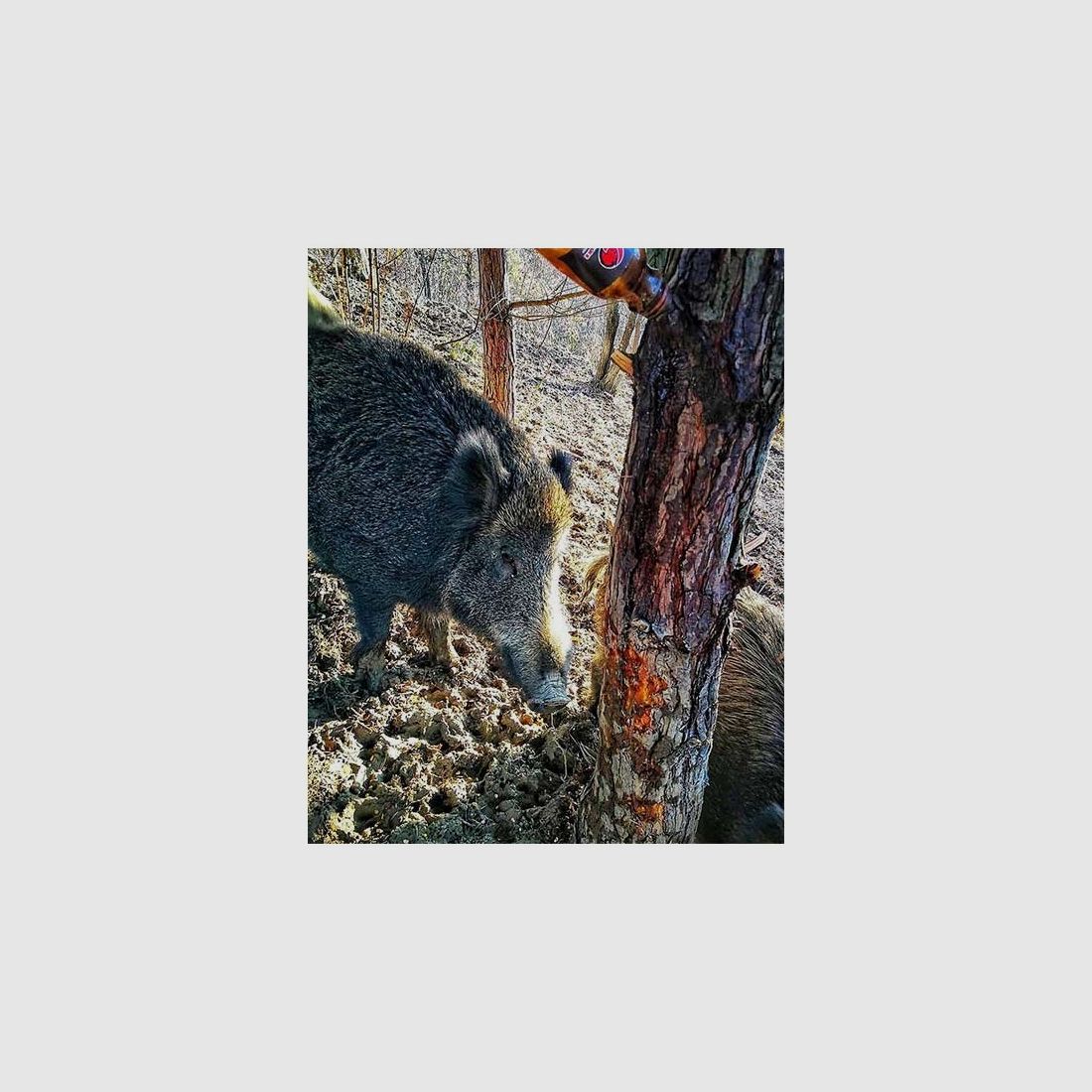 Vegetable tar for wild boars Black Fire - 6X, image 5 of 5