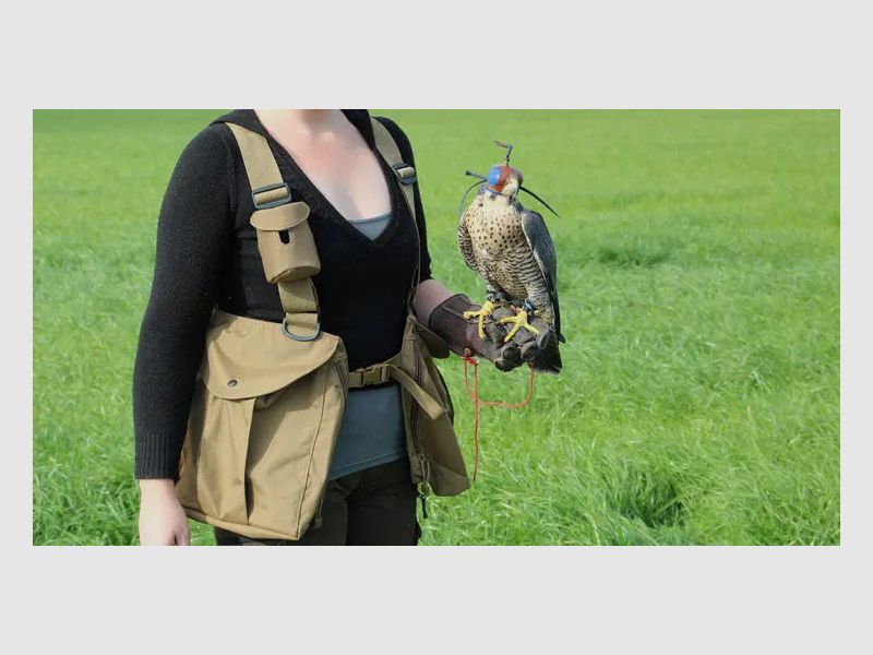 Pineo Falconer Vest green, size S