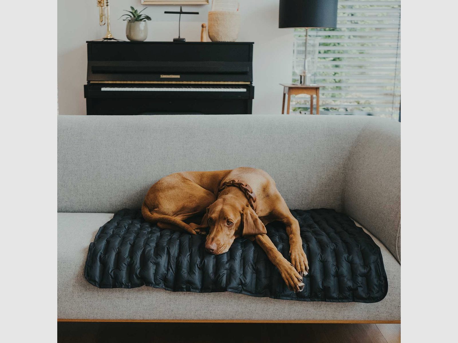 Hunter Koc dla psa Monaco