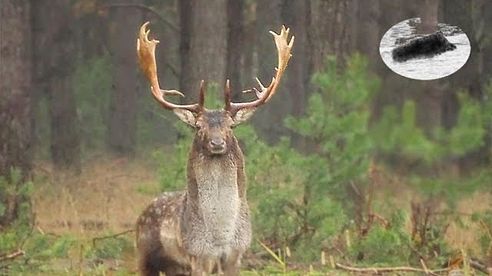 Fallow deer rut - how to call in fallow stag