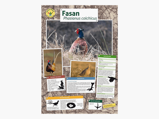 Lernort Natur-Tierposter Fasan