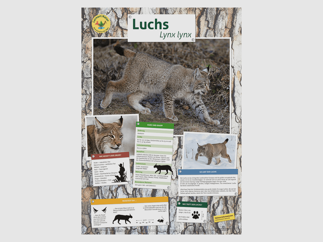 Lugar de aprendizaje naturaleza - Póster del lince