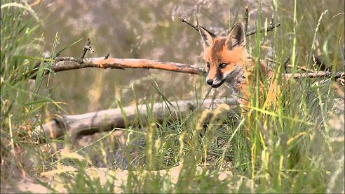 Momente am Fuchsbau 2014