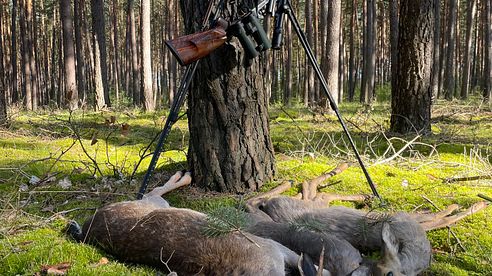 Pirschen auf Rotwild - Tackle, Tactics & Tips