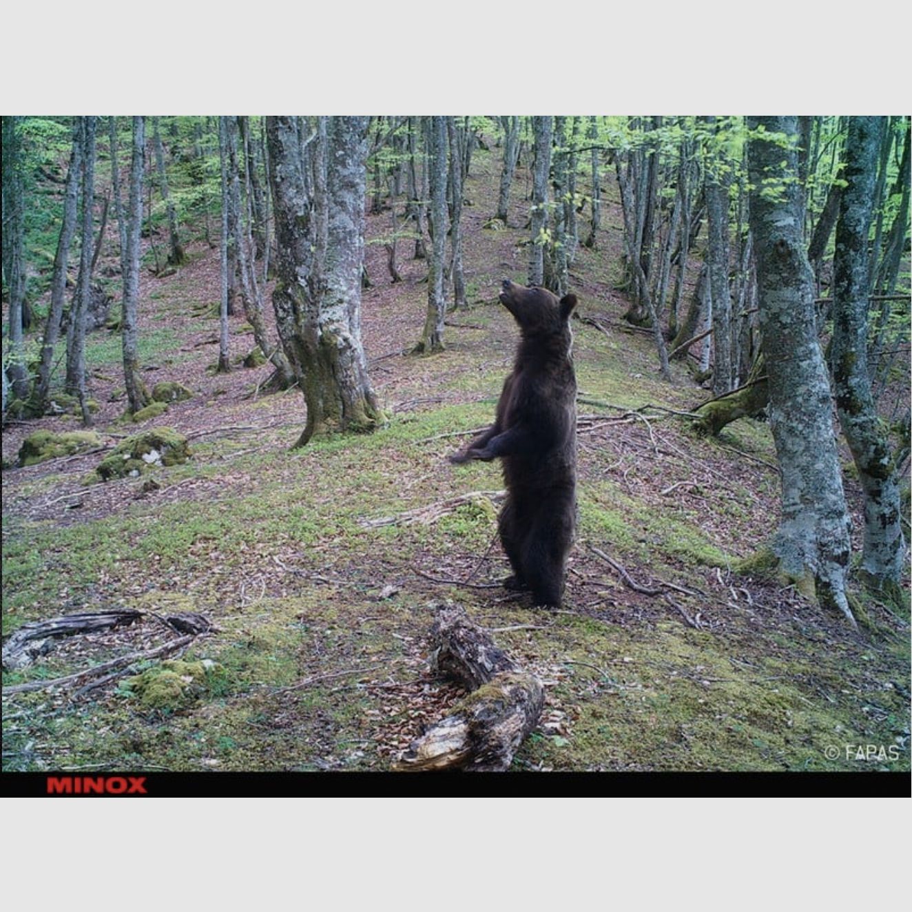 Minox 80406283 DTC 1200 4G Wildkamera Beobachtungskamera Fotofalle