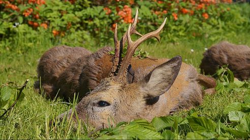 Der "Wasserbock" wird erlegt - Bockjagd in Pommern! "Waterbuck" gets downed!