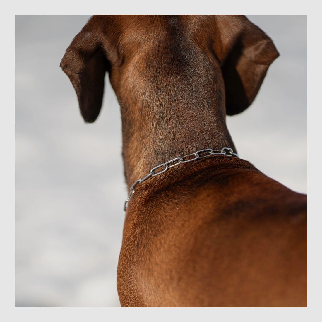 Sprenger Collar con limitador de tensión – eslabones largos, imagen 4 de 5