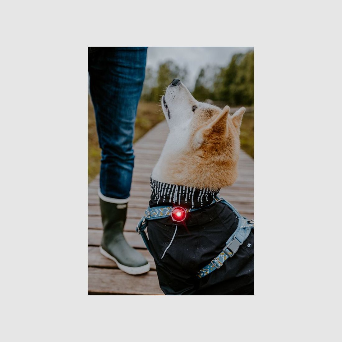 Orbiloc LED-Sicherheitslicht Dog Dual Rot