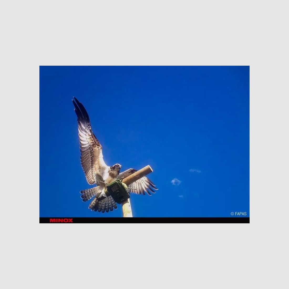 MINOX DTC 1200 Wildkamera