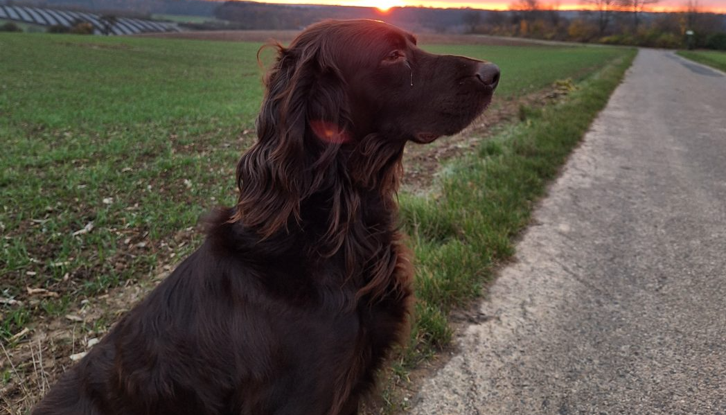 Jagdhund stirbt nach mysteriöser Erkrankung – Ein Verdacht auf Aujeszky