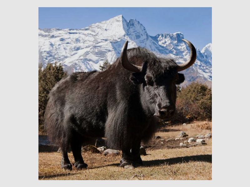 AKAH Umhängeleine aus Yak-Leder Velours, Bild 5 von 5