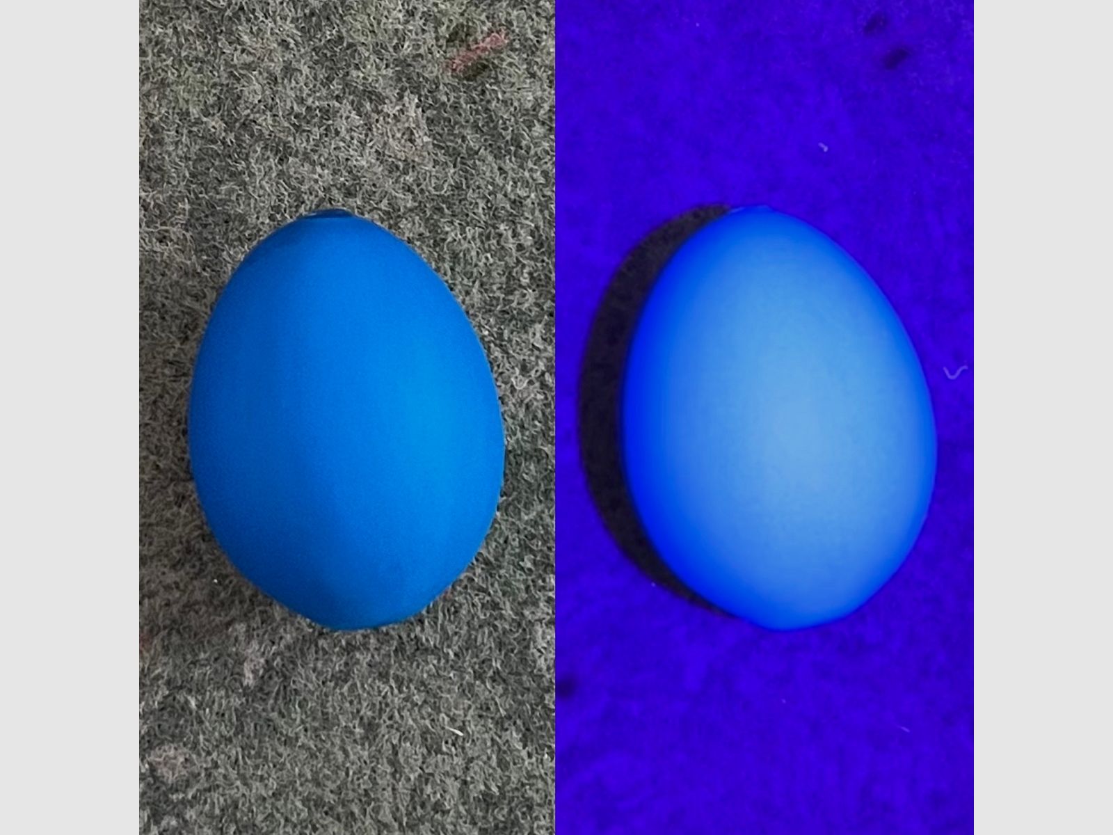 UV-blau fluoreszierendes Lockei Huhn