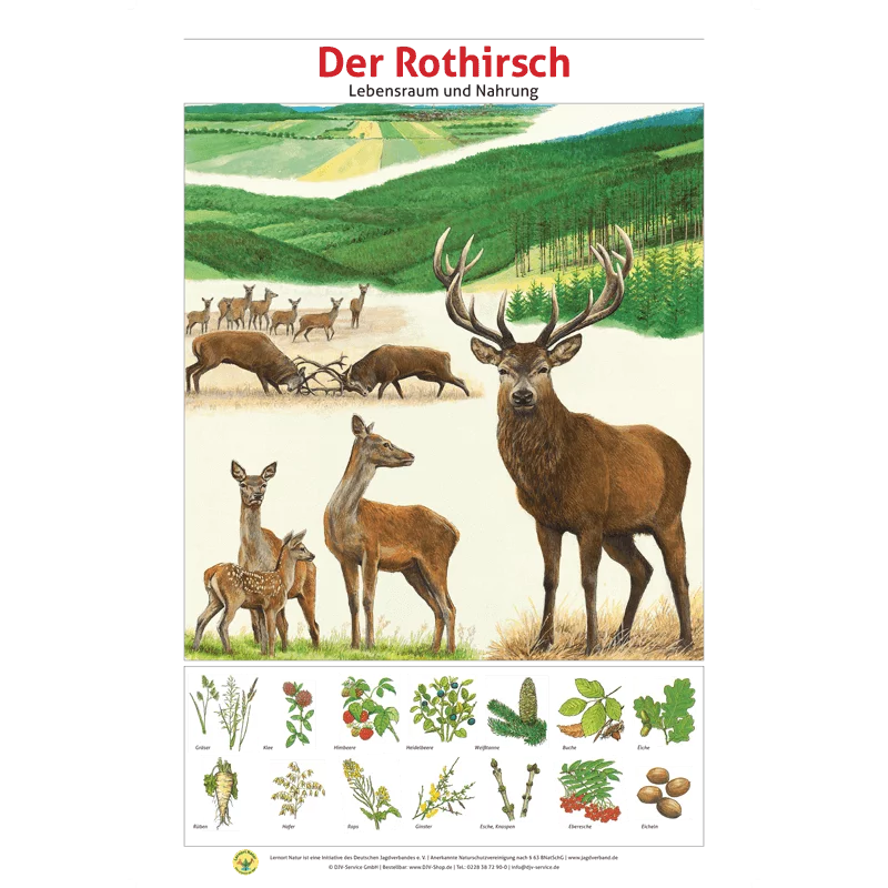 Ensemble de panneaux "Faune sauvage indigène - Habitat et nourriture" (12 panneaux), image 20 sur 26