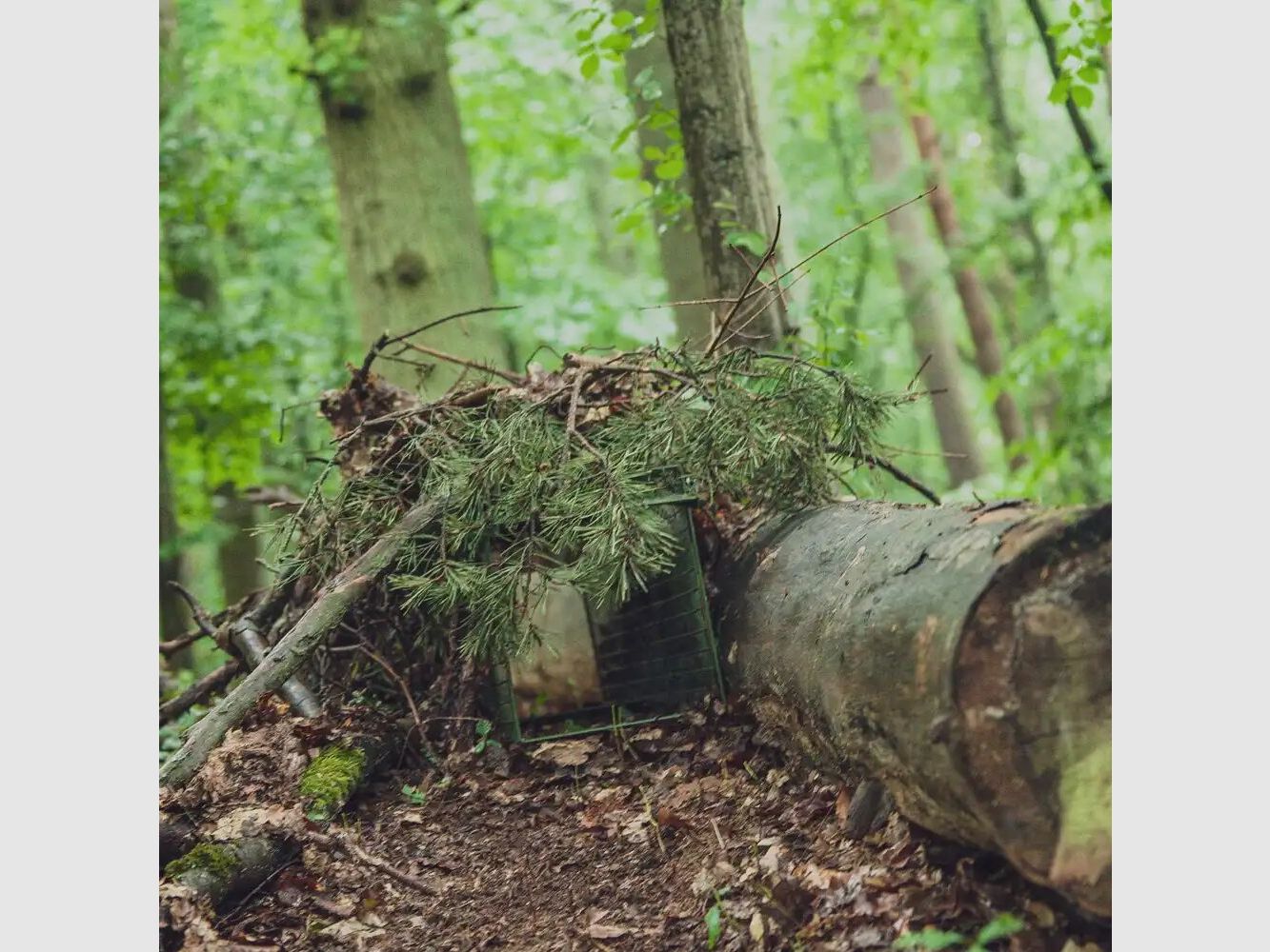 Trampa trampa captura viva - dos puertas abatibles