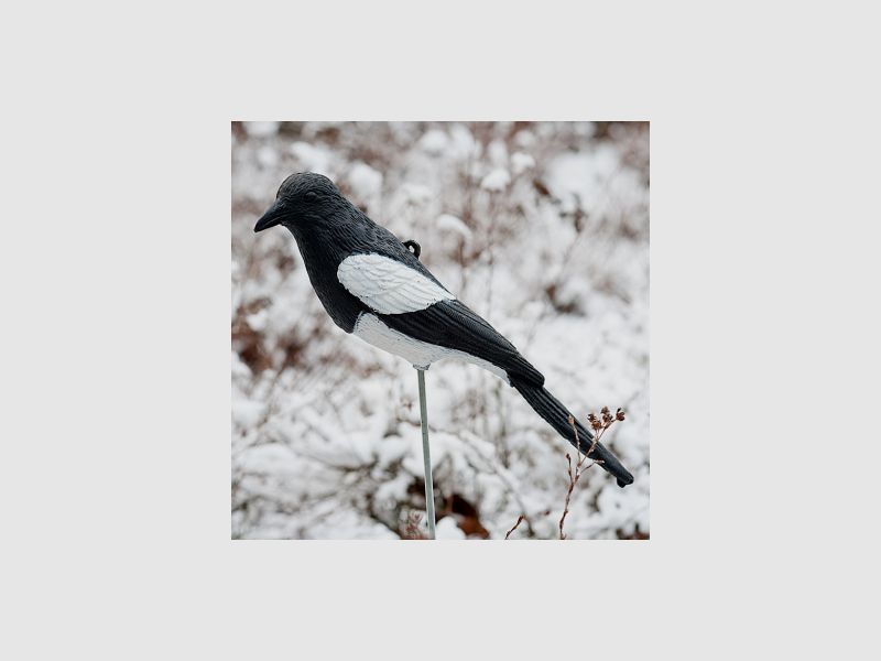 the Lake Passion Elster Decoy |