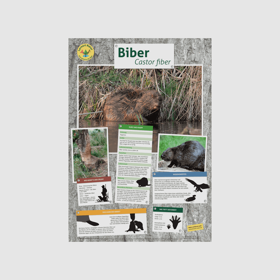 Lernort Natur-Tierposter Biber