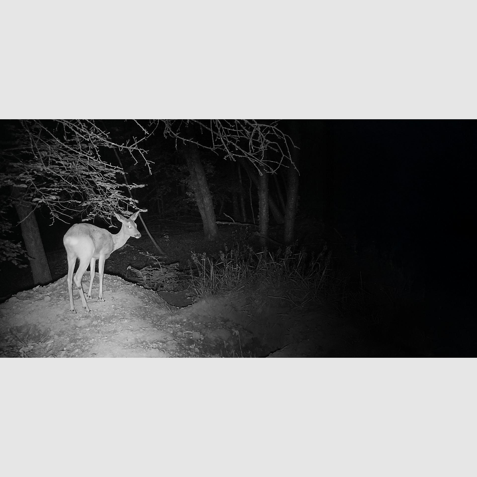 Kamera obserwacyjna ZEISS Secacam 3, zdjęcie 9 z 9