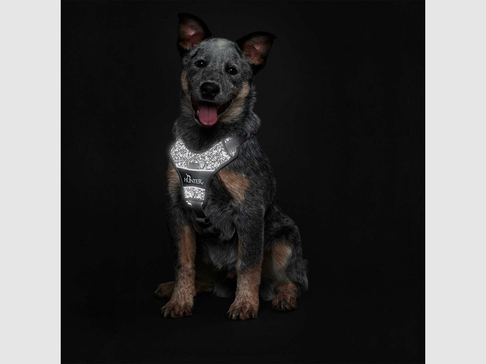 Hunter Geschirr Divo Refelct