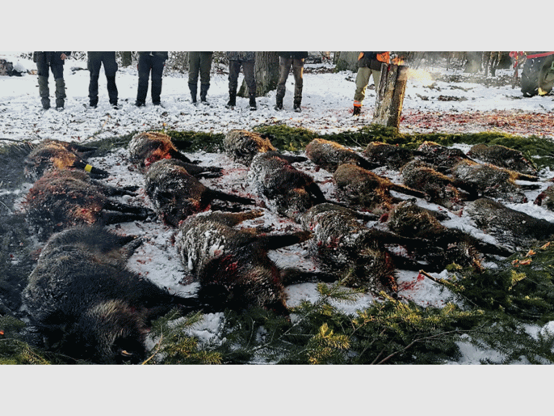 Drückjagd im Westerwald