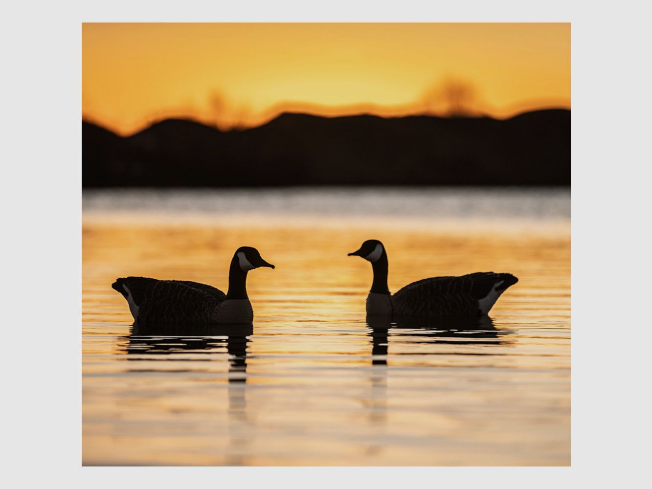Formes d'oie bernache flottante AvianX x4, image 1 sur 3