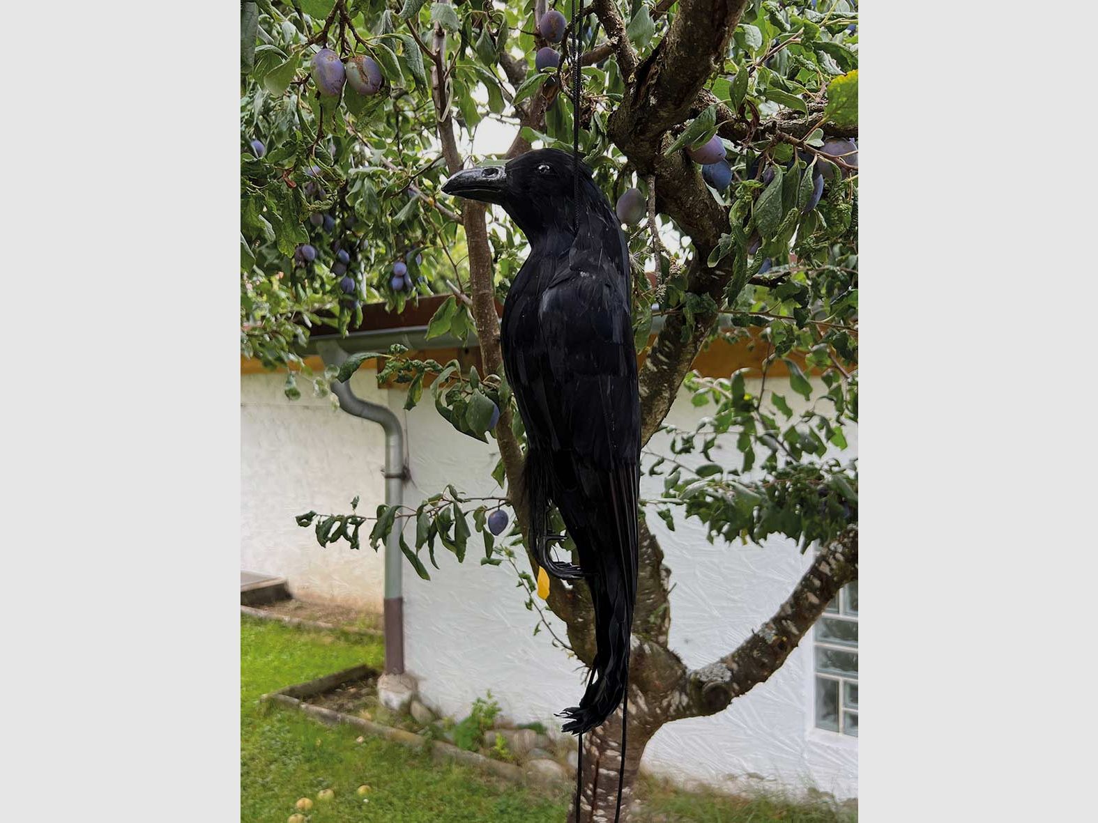 Corvo piumato
