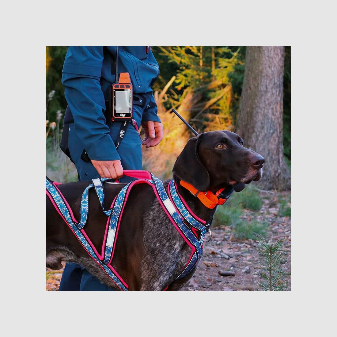DOG TRACE – GPS X40 | ADDITIONAL COLLAR, image 11 of 12