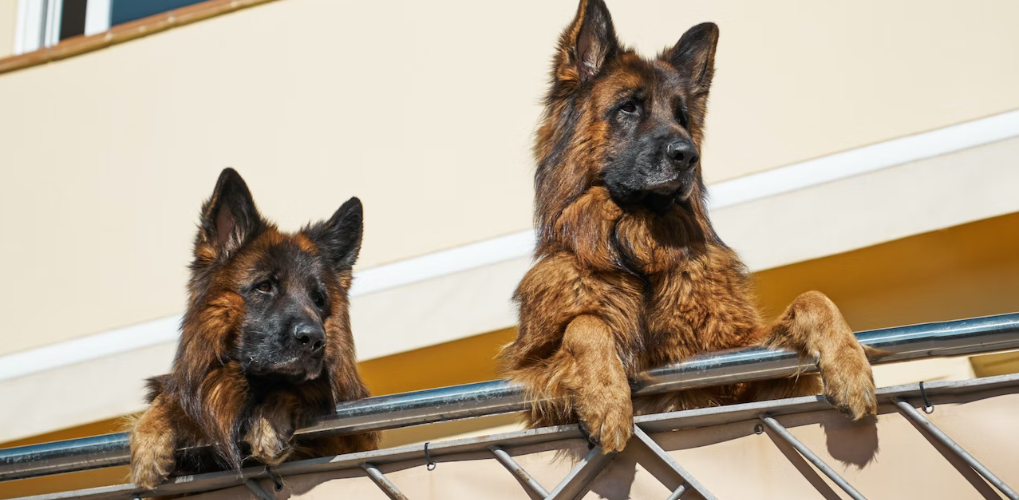 Why does my dog bark at other dogs?
