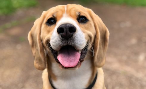 Wie erkenne ich die Stimmung bei einem Hund?