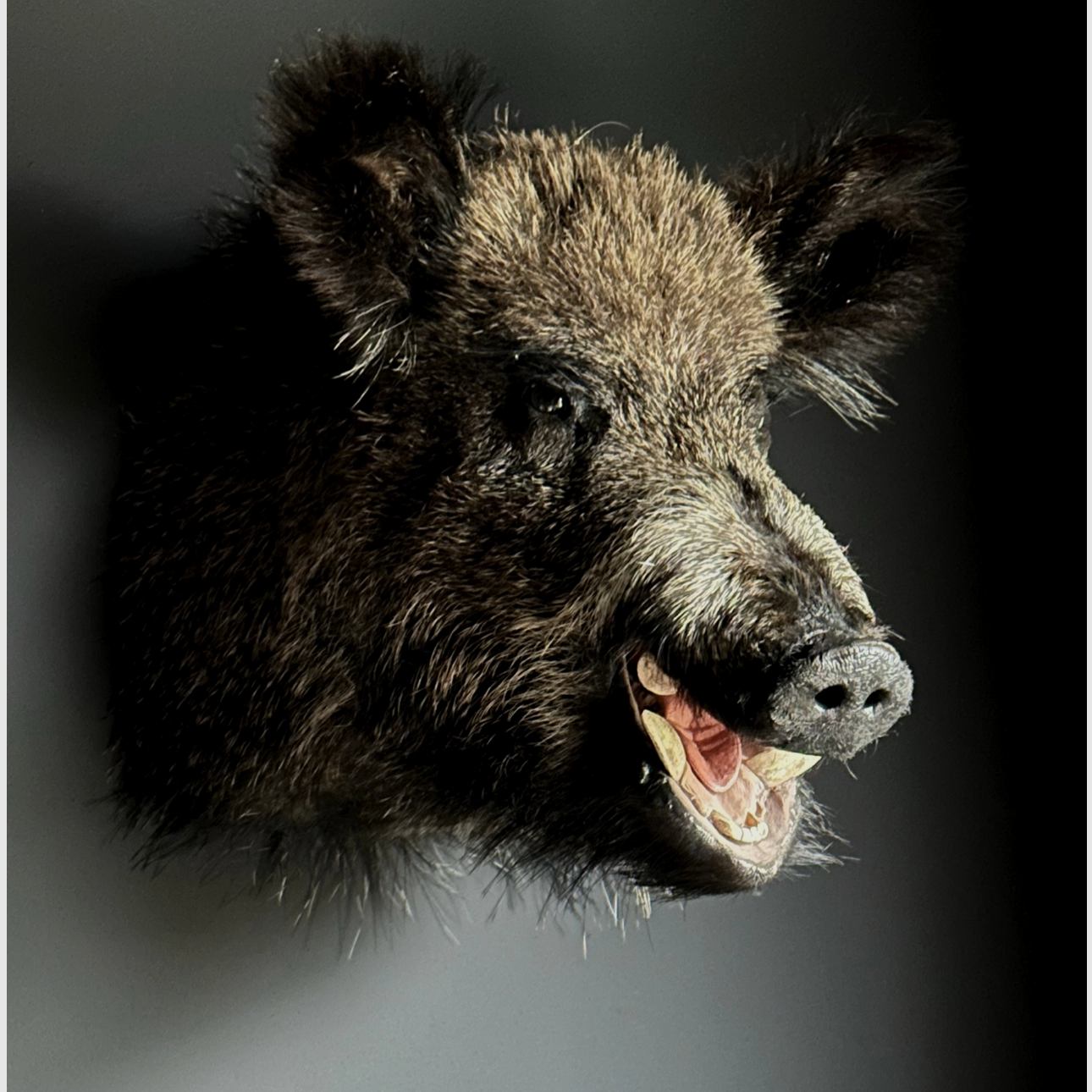 Wildschwein-Schulterpräparat, Bild 4 von 8