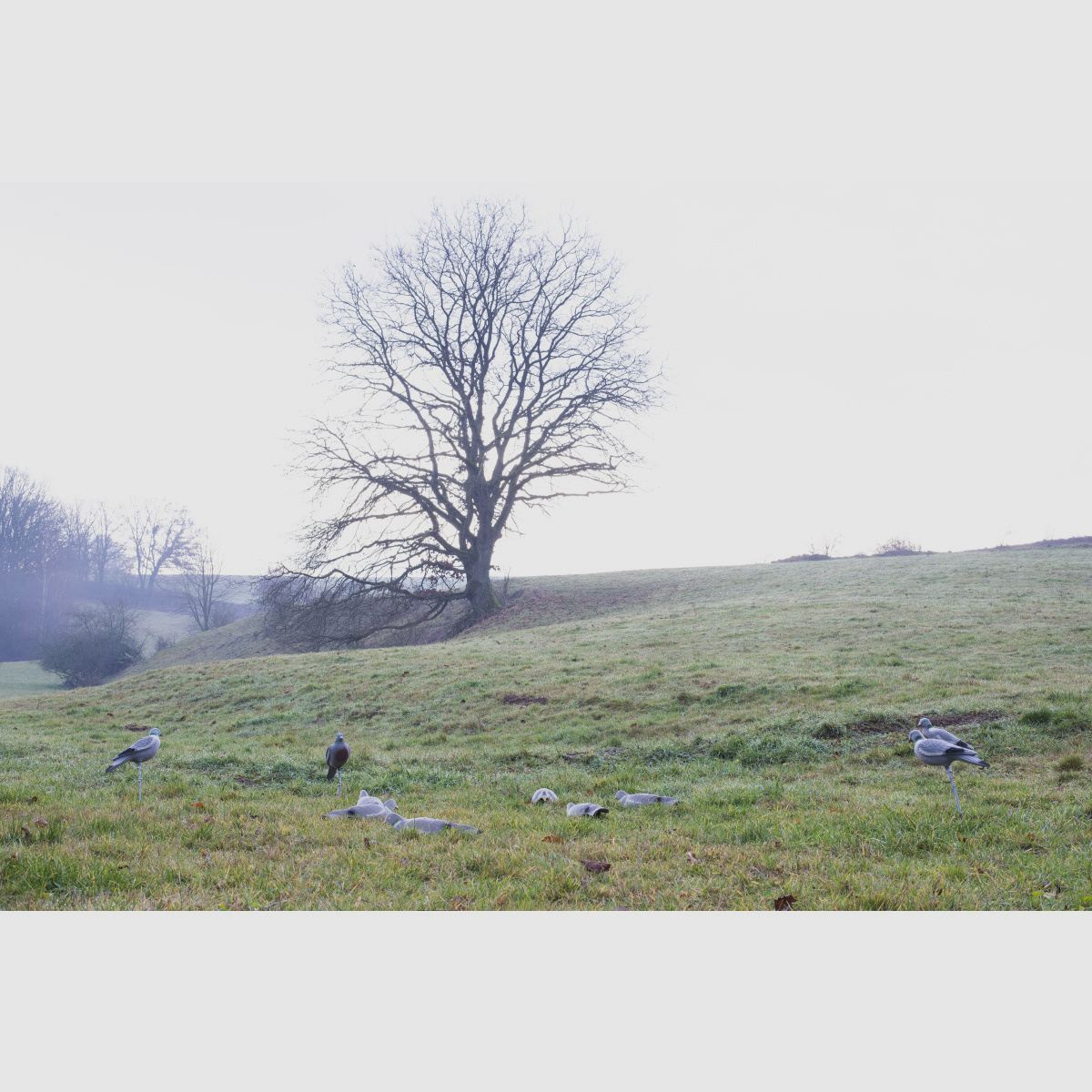LOCKTAUBE Halbschale Hohltaube beflockt mit Erdspieß