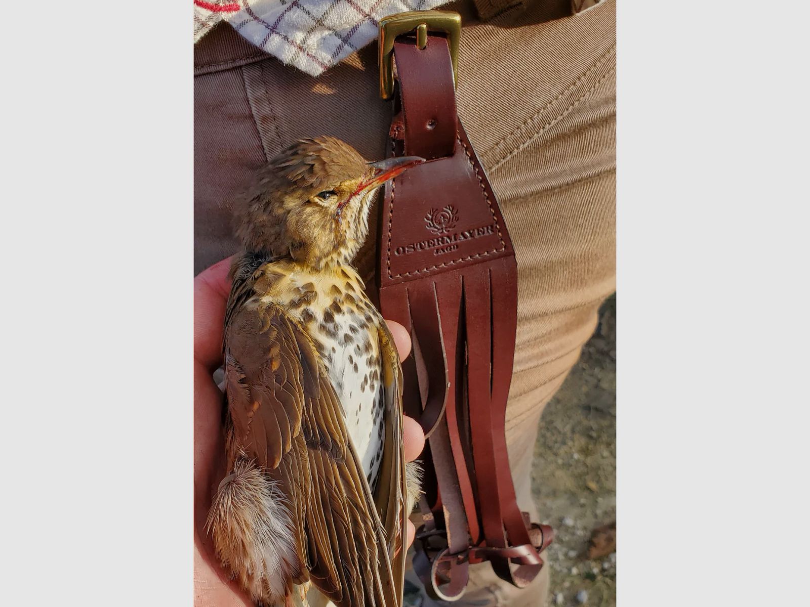 Federwildgalgen / Ostermayer Jagd