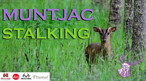 MUNTJAC STALKING