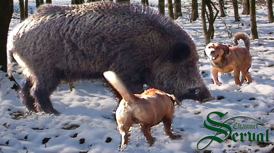 Wild Boar Hunting in Croatia, Kalnik 2016 part 4, Kroatische Keiler 4 - Kalnik 2016. Drückjagd